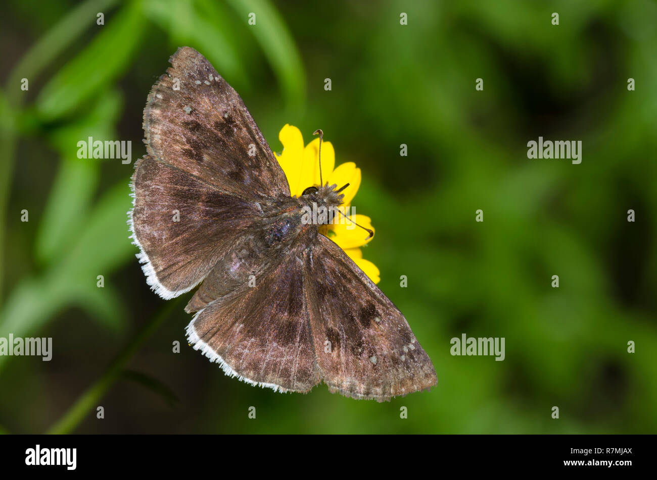 Mournful Duskywing, Gesta tristis, male nectaring from SkeletonLeaf