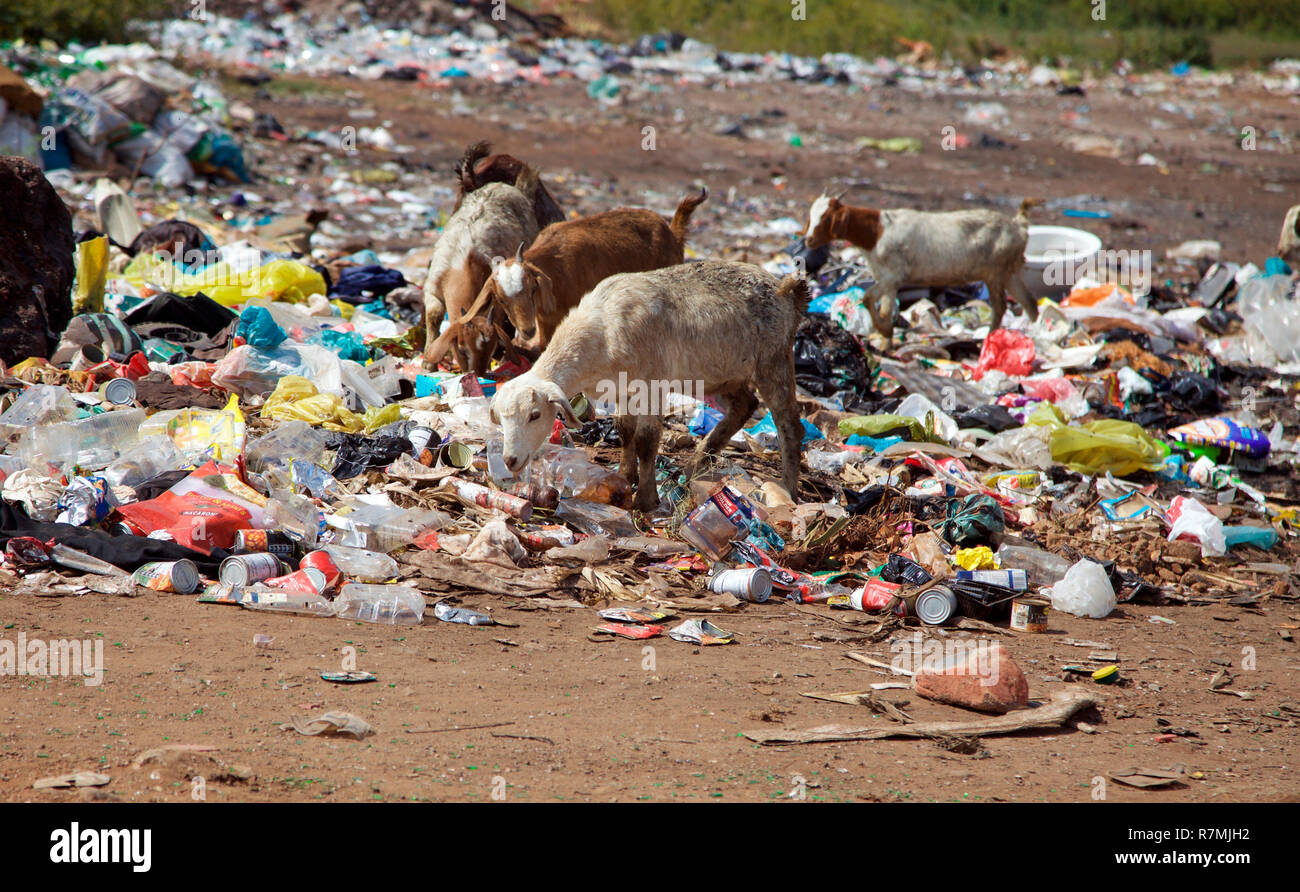 feral goats forage on Mooiplaas rubbish dump, home to hundreds of homeless refugees Stock Photo