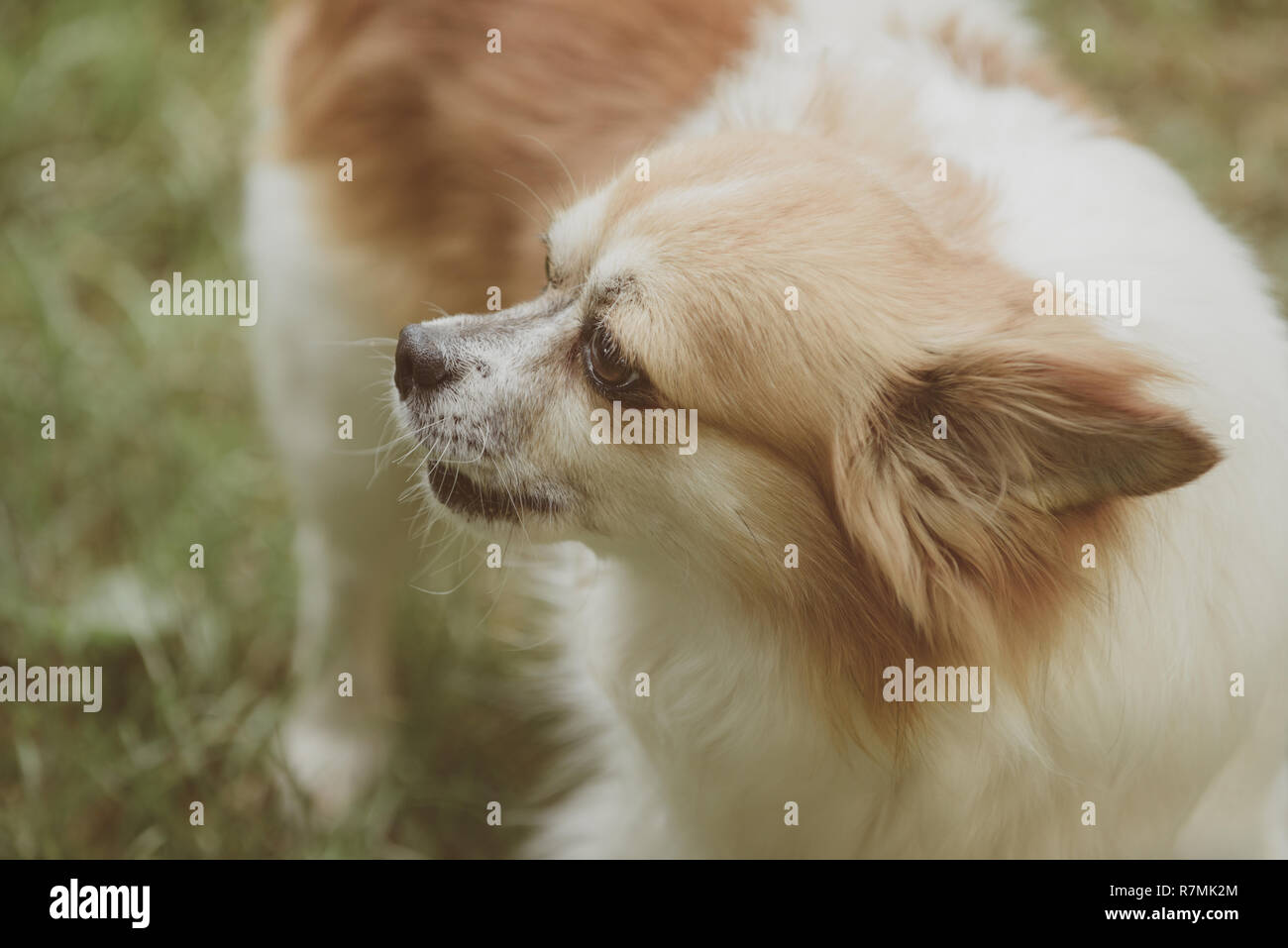 Following every smell he encounters. Cute small dog play on green grass