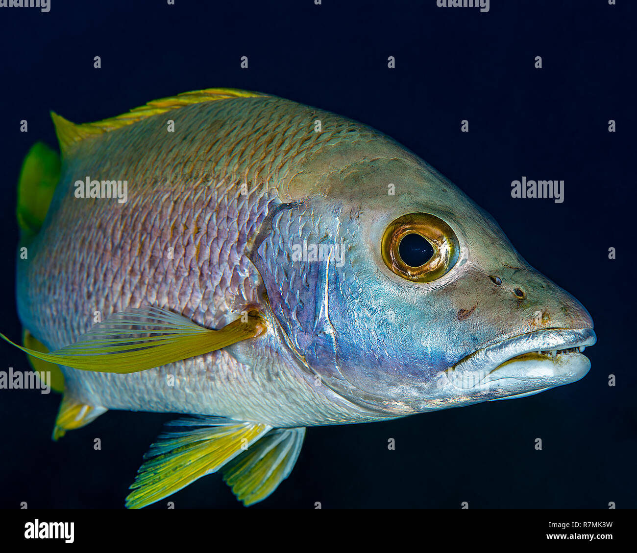 Caribbean beautiful fish eye lens hi-res stock photography and images ...