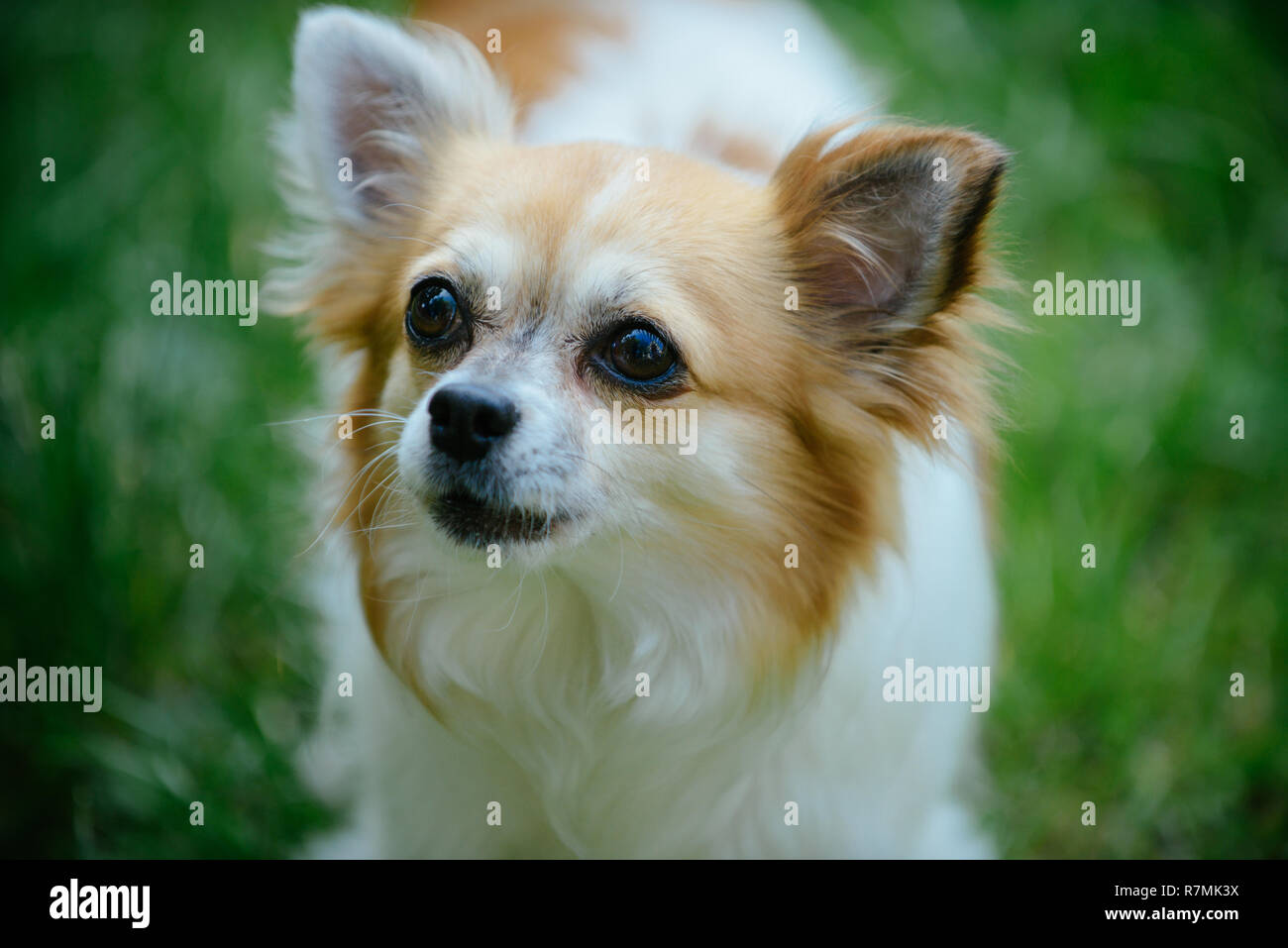 Pet care and animals rights. Pomeranian spitz dog walk on nature. Pedigree dog. Dog pet outdoor