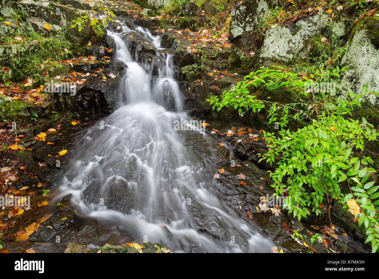 Early autumn leaves falling around a small cascading waterfall above