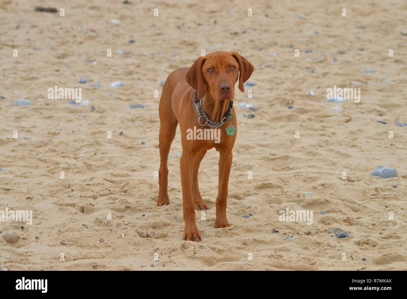 Vizsla dog on sandy beach Stock Photo