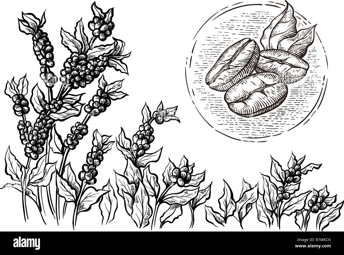 coffee plantation landscape and coffee bean macro in graphic style hand