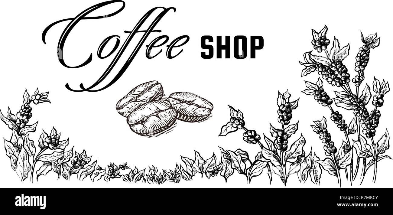coffee plantation landscape and coffee bean macro in graphic style hand