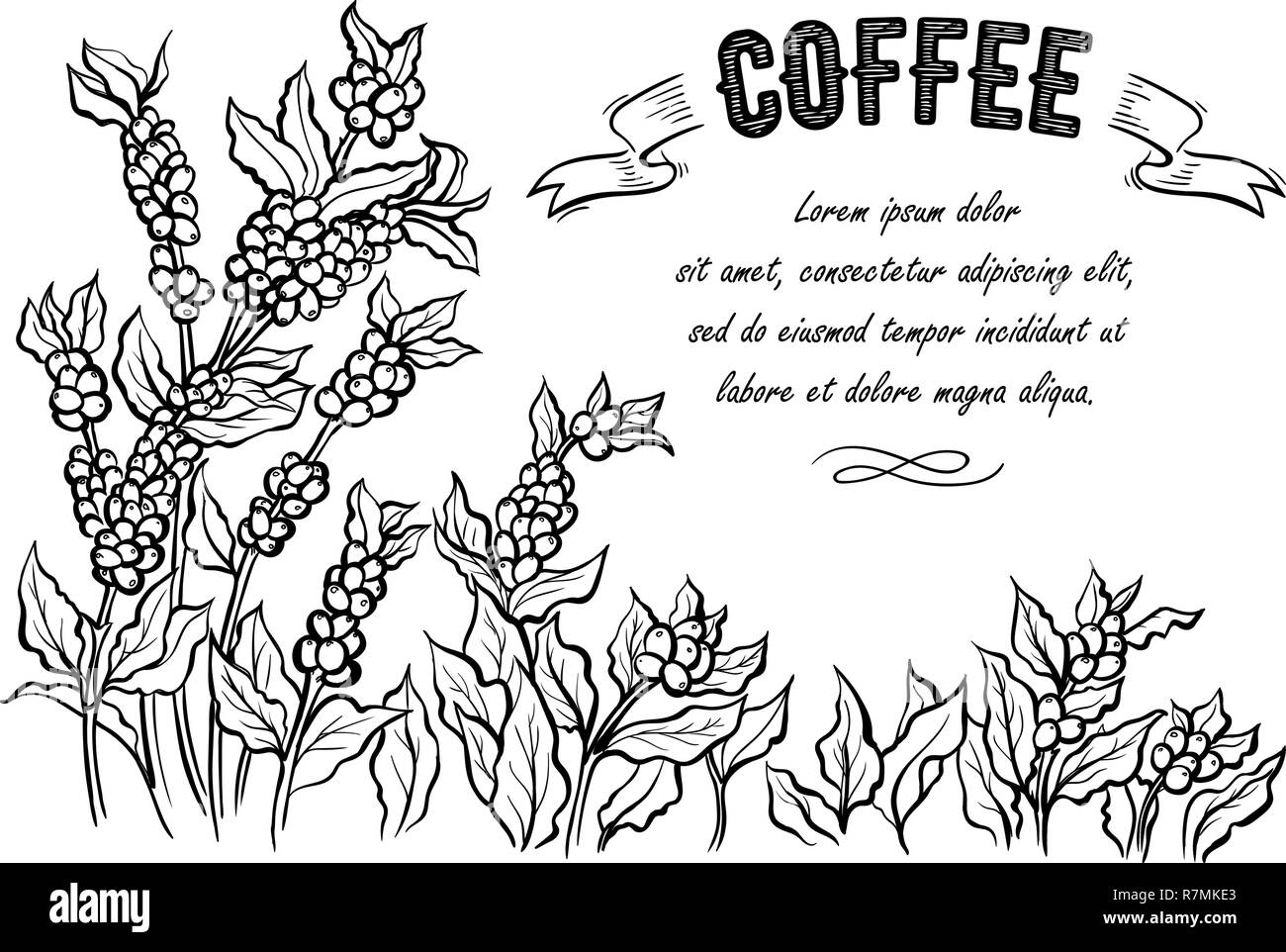 coffee plantation landscape and coffee bean macro in graphic style hand-drawn vector illustration. Stock Vector