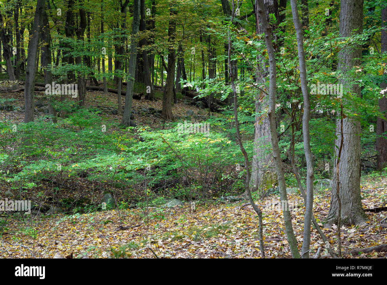 Slopes and hills rising and falling in the forests along the Palisades