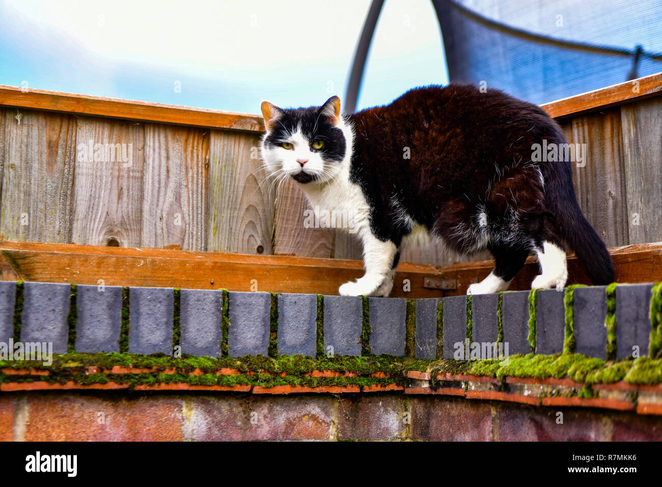 A domestic black-and-white cat is walking around the brick fence of the ...