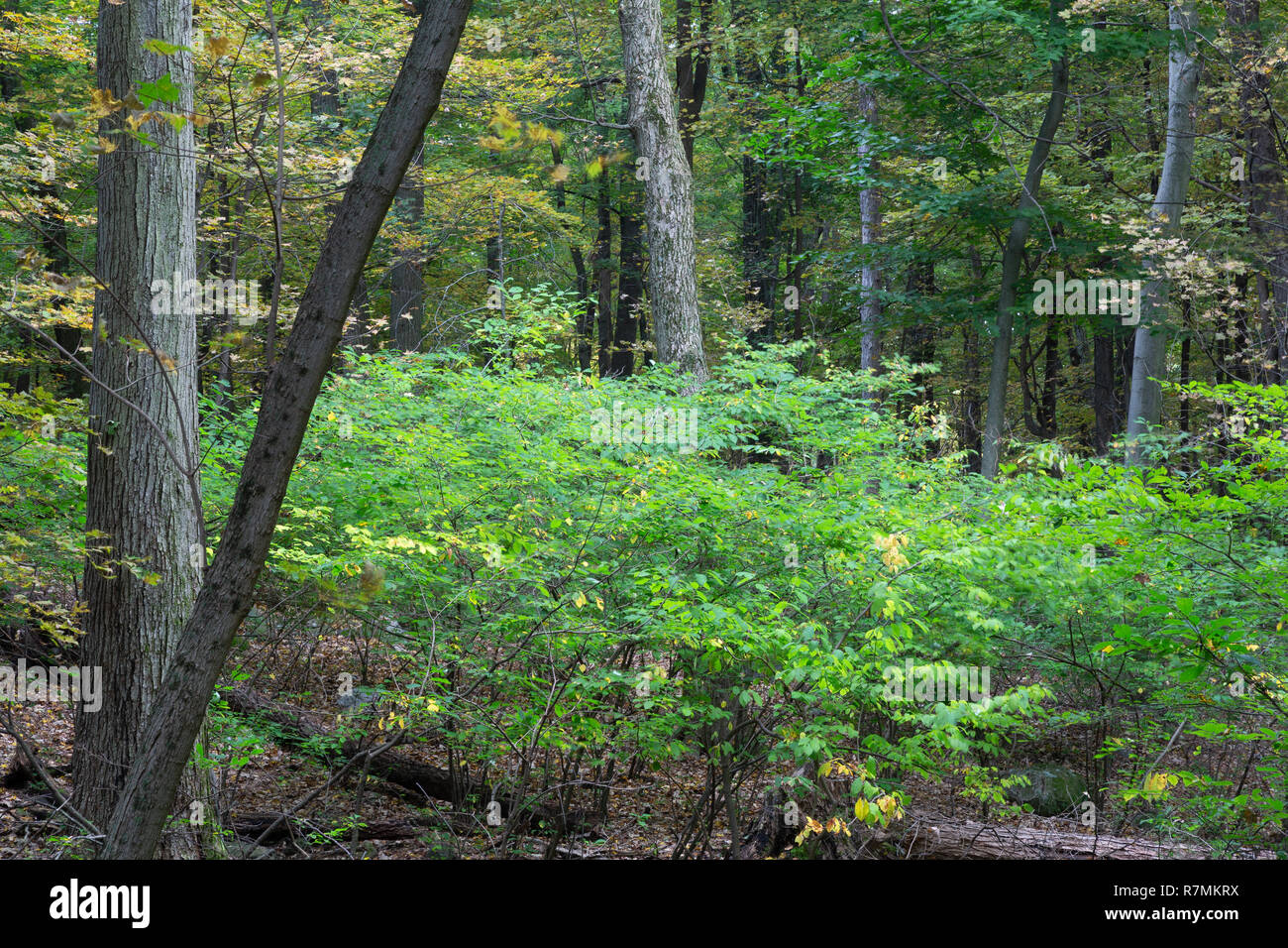 . Tallman Mountain State Park, New York Stock Photo Alamy