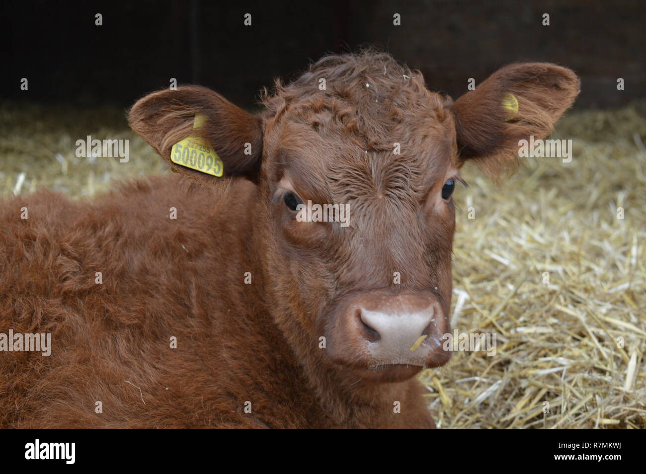 Young calf laying down Stock Photo Alamy
