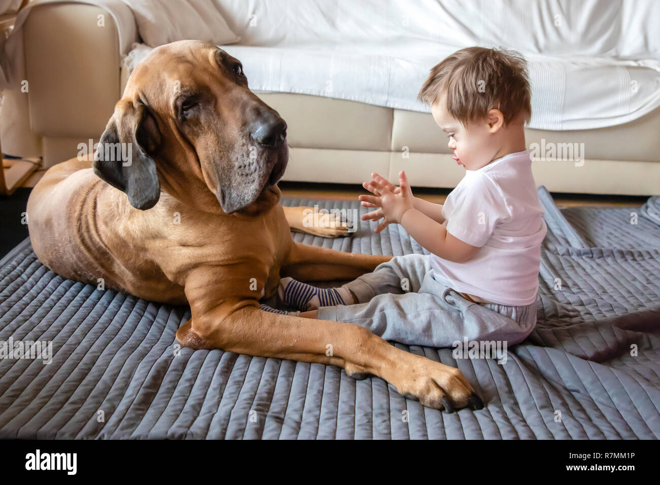 Cute small boy with Down syndrome playing with big dog of Fila Brasileiro  breed Stock Photo - Alamy