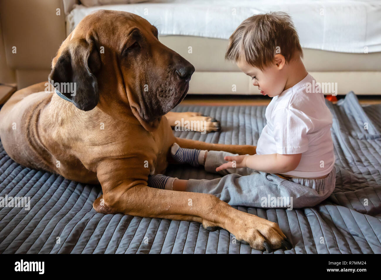 Cute small boy with Down syndrome playing with big dog Brasileiro breed Stock Photo -
