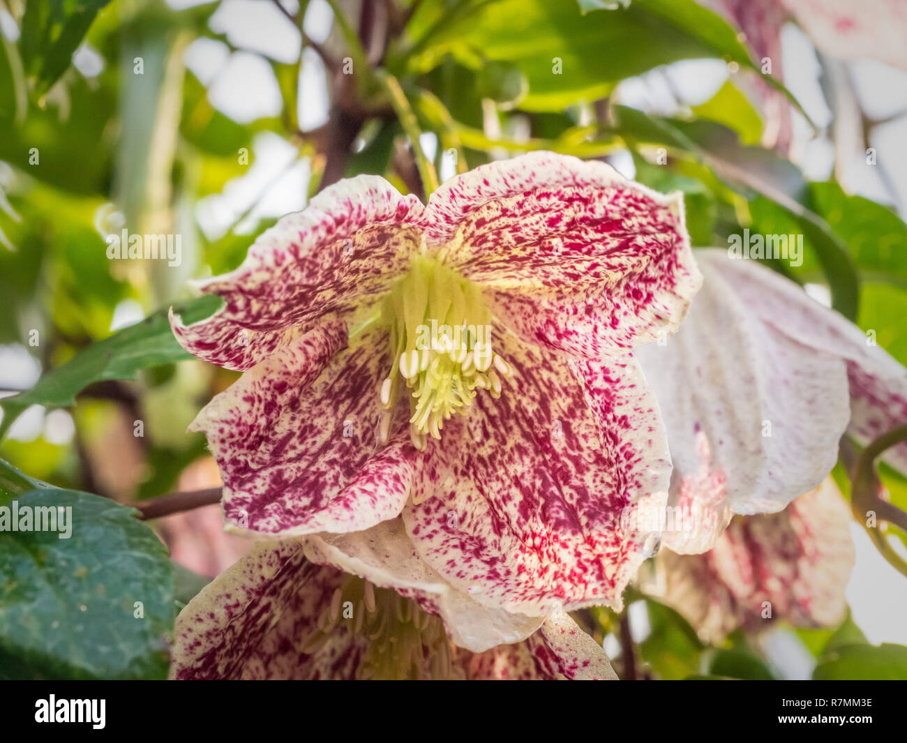 Clematis cirrhosa 'Advent Bells' , Winter flowering evergreen clematis with pink and creamy white flowers between Nov-Feb. Stock Photo