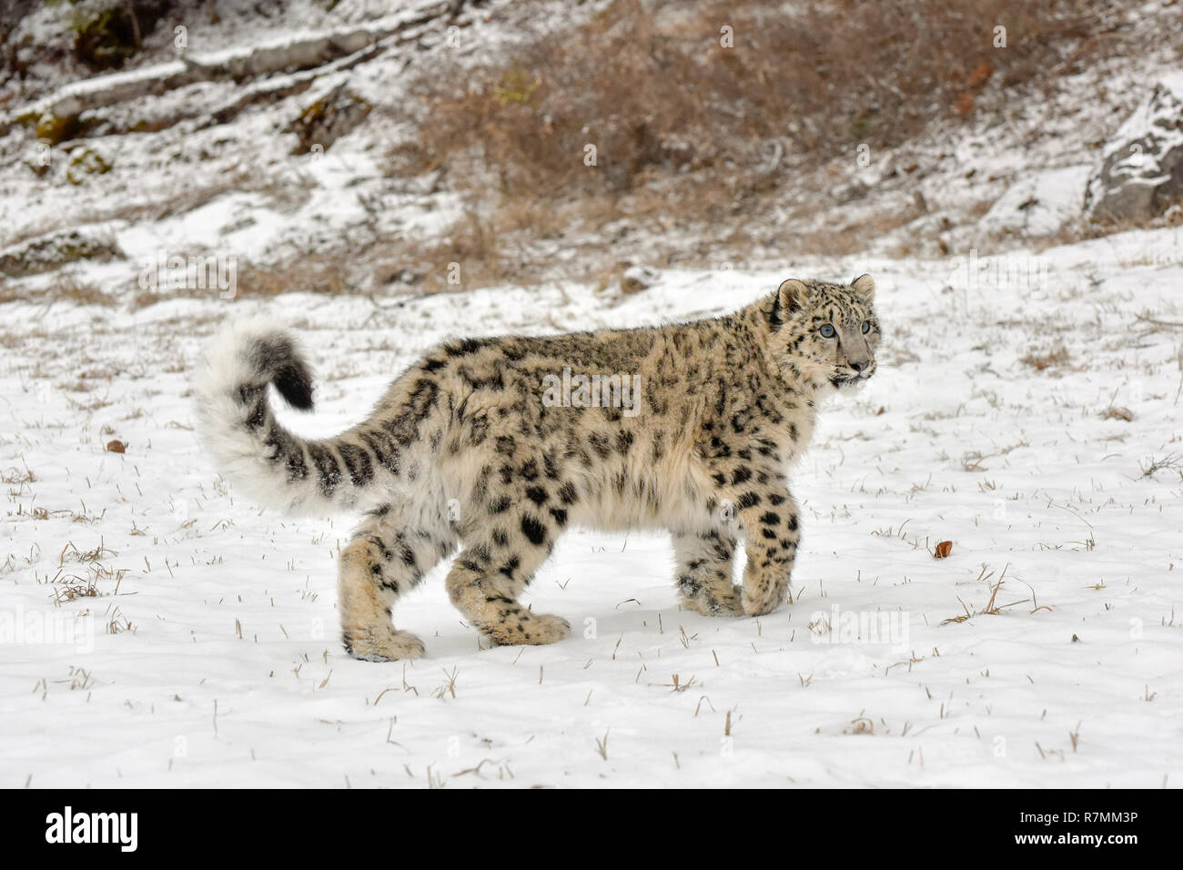 Snow Leopard Cub Stock Photo