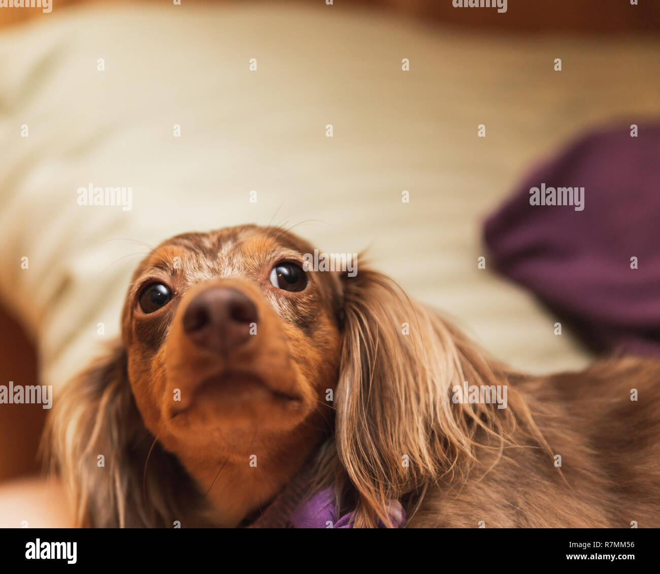Longhaired dapple dachshund with brown and white fur laying on a bed. Stock Photo