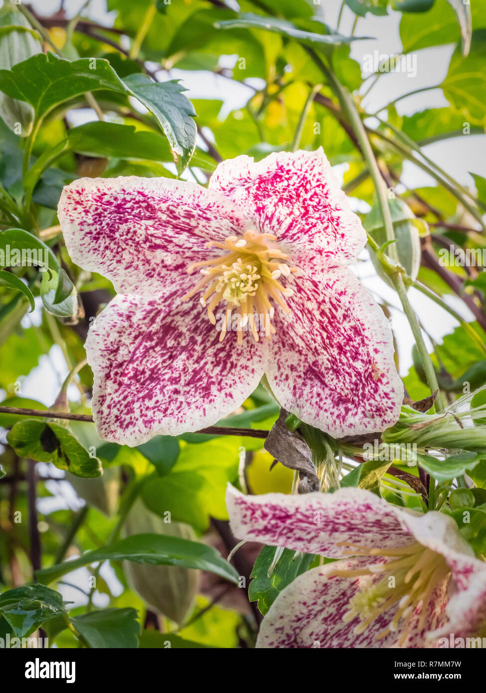 Clematis cirrhosa 'Advent Bells' , Winter flowering evergreen clematis with pink and creamy white flowers between Nov-Feb. Stock Photo