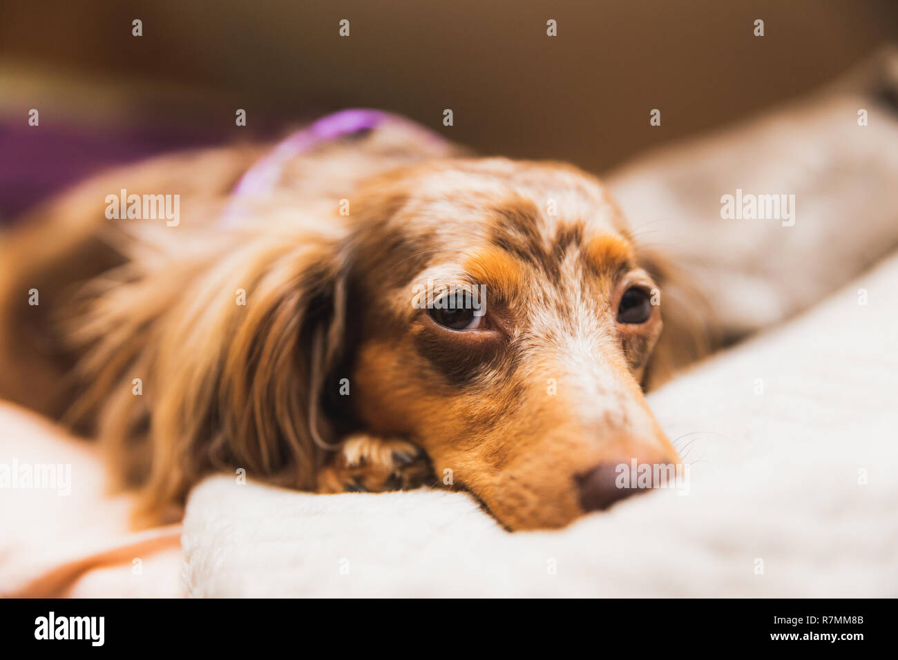 Longhaired dapple dachshund with brown and white fur laying on a bed. Stock Photo