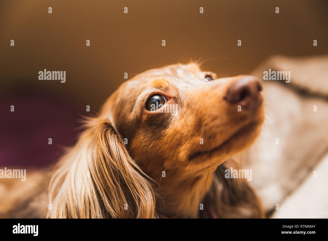 Longhaired dapple dachshund with brown and white fur laying on a bed. Stock Photo