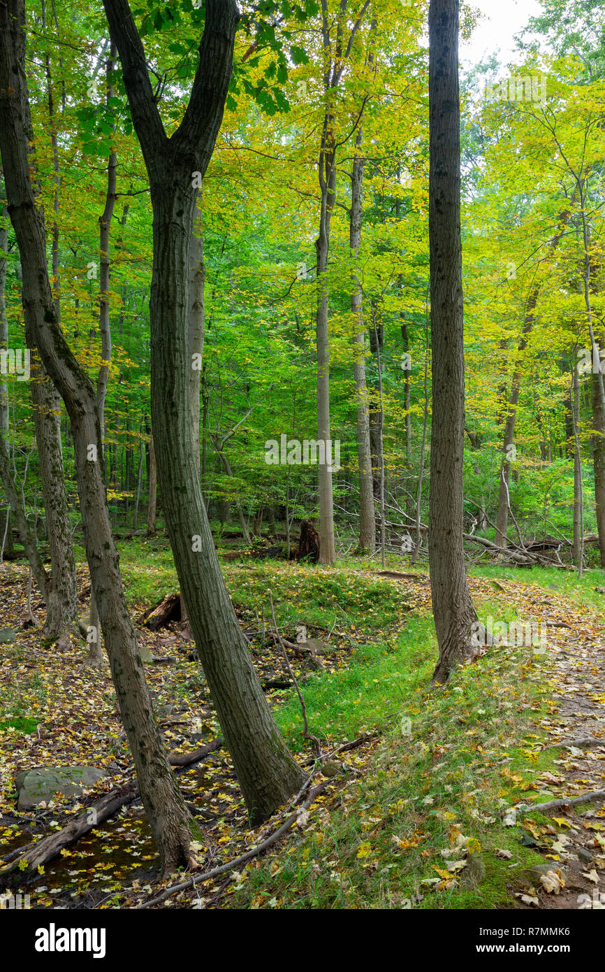 A hiking trail winding through a carpet of early autumn leaves. Tallman