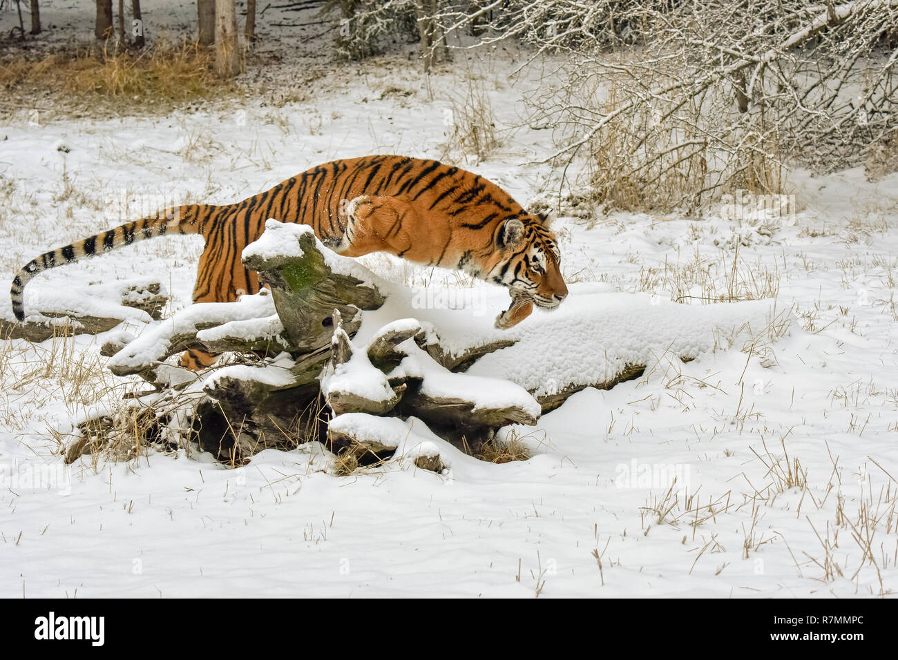 Tiger Jumping over a Snow Covered Log in Winter Stock Photo