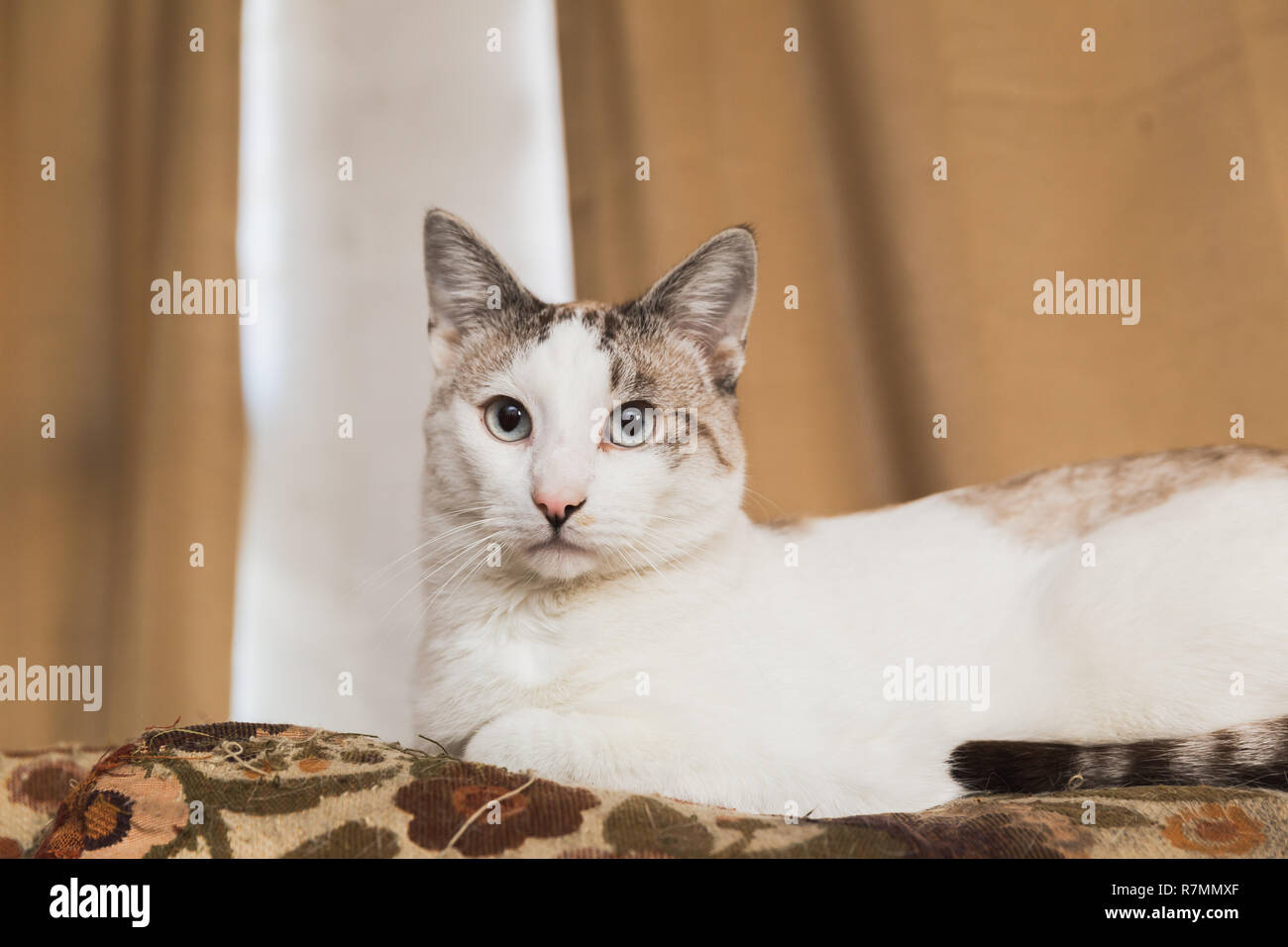 Adult cat with white and gray fur and blue eyes sits on a