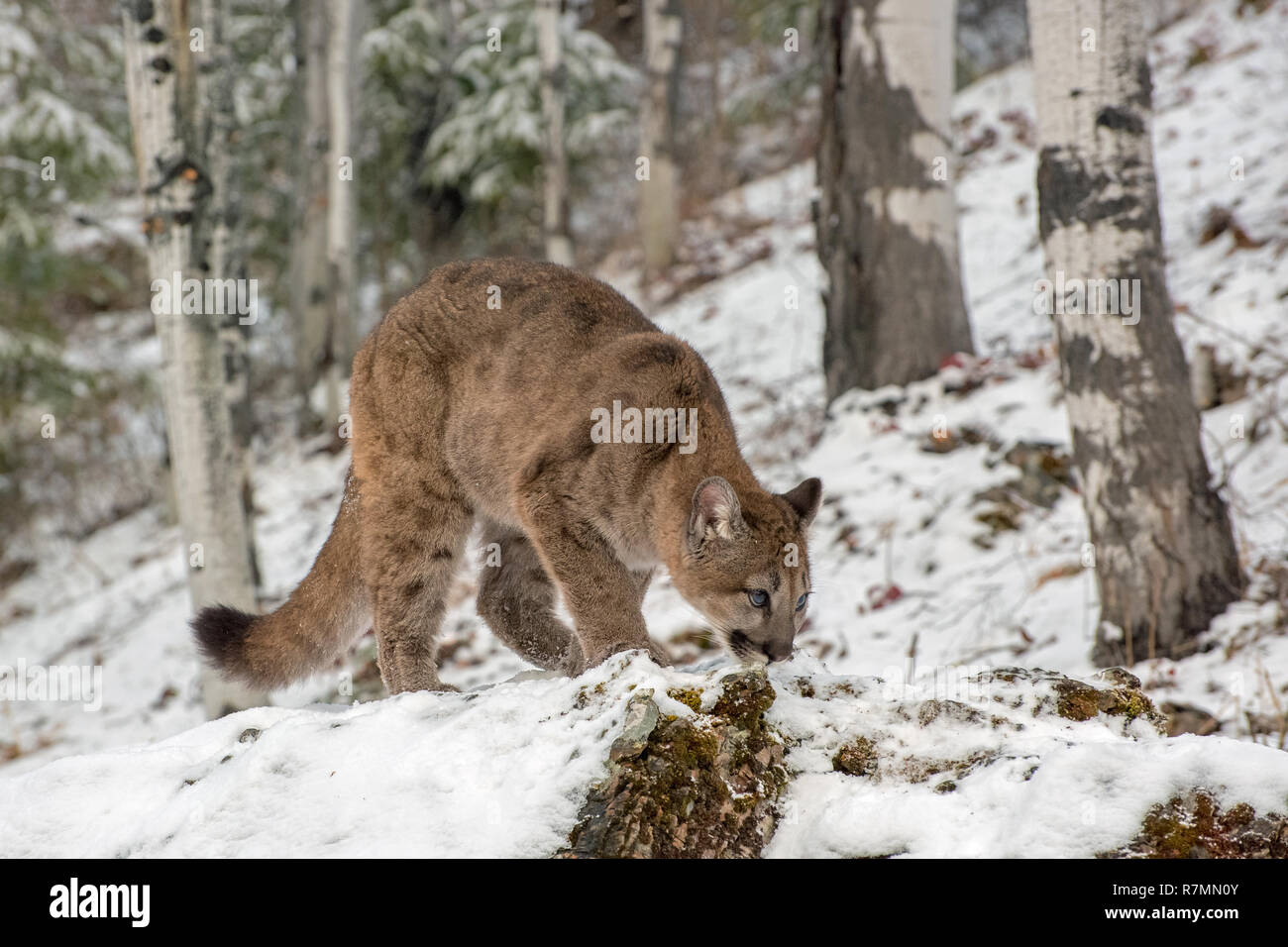 Mountain Lion Cub Crouched down in the Snow, Looking Up Stock Photo