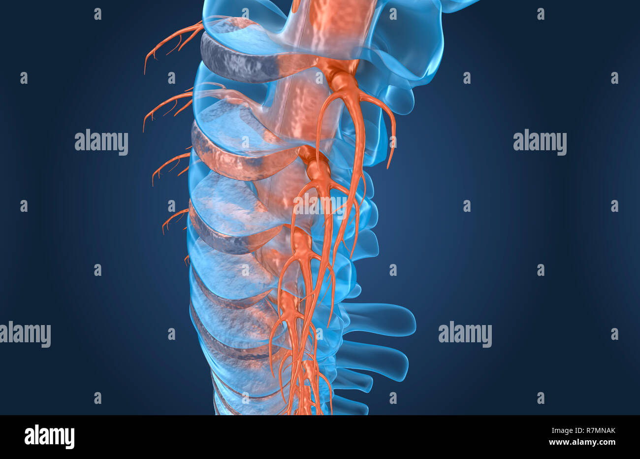 Spine anatomy x-ray macro view, 3d render Stock Photo