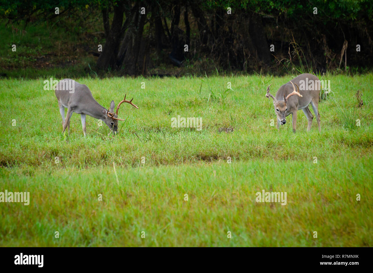 whitetail deer feeding in rain on marshy ground Stock Photo Alamy