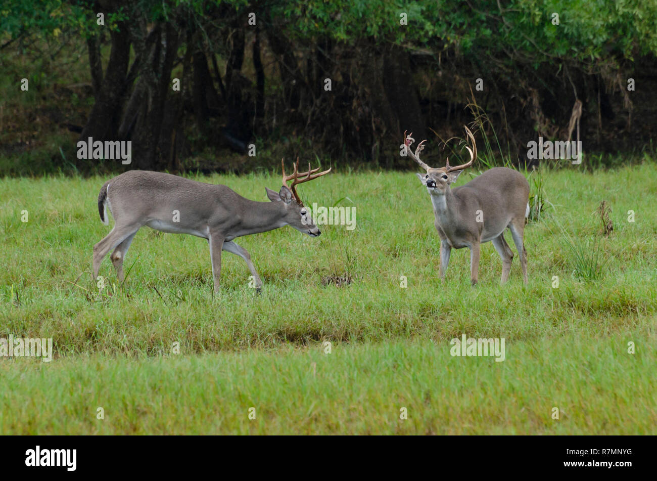 whitetail deer feeding in rain on marshy ground Stock Photo Alamy
