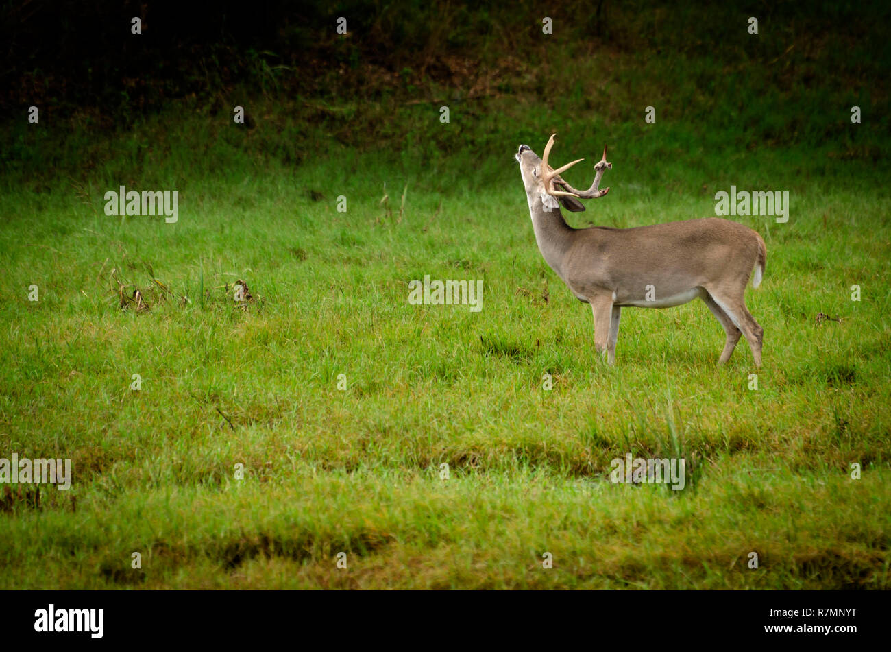 whitetail deer feeding in rain on marshy ground Stock Photo Alamy