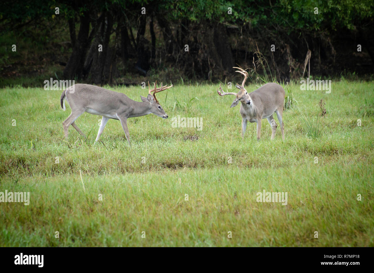 Whitetail deer buck wetland hires stock photography and images Alamy