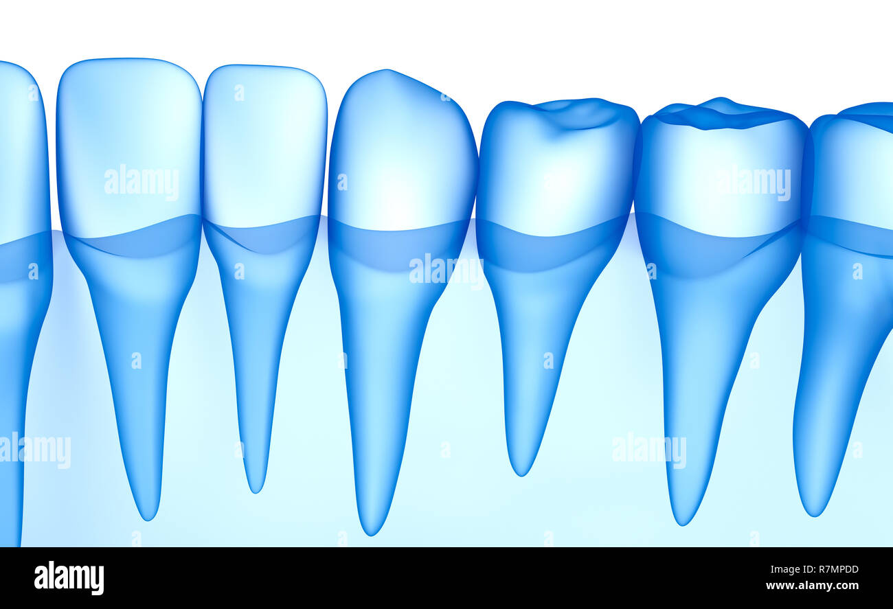 Transparent teeth scan, xray view . 3D illustration . Stock Photo