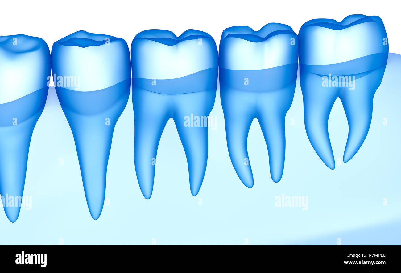 Transparent teeth scan, xray view . 3D illustration . Stock Photo