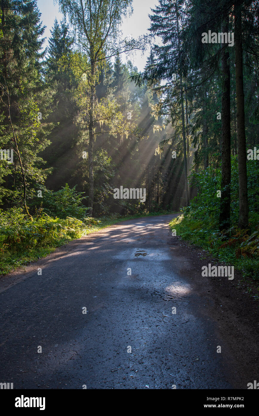 beautiful morning sun light shining through the trees on the road