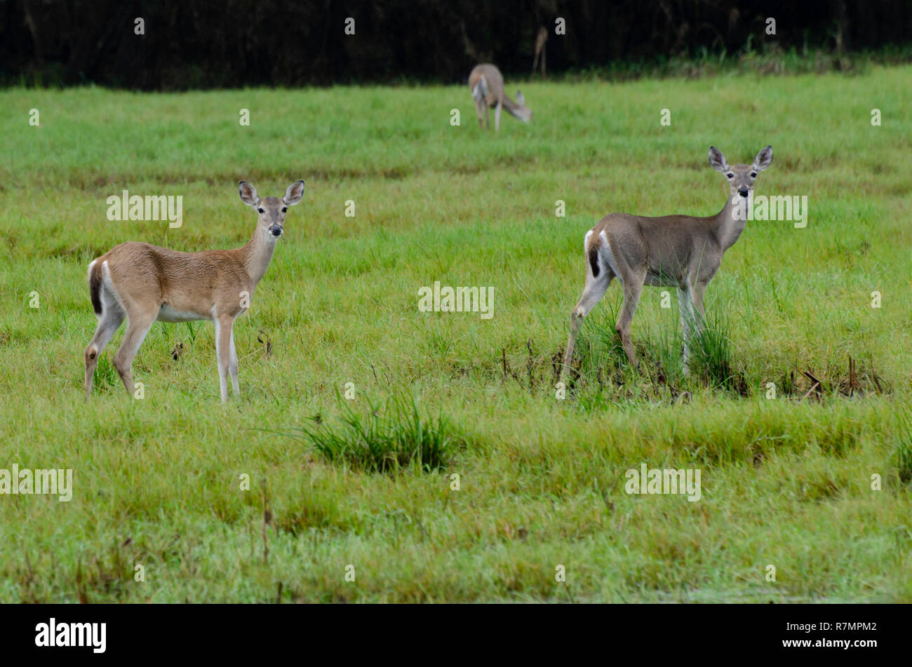 whitetail deer feeding in rain on marshy ground Stock Photo Alamy