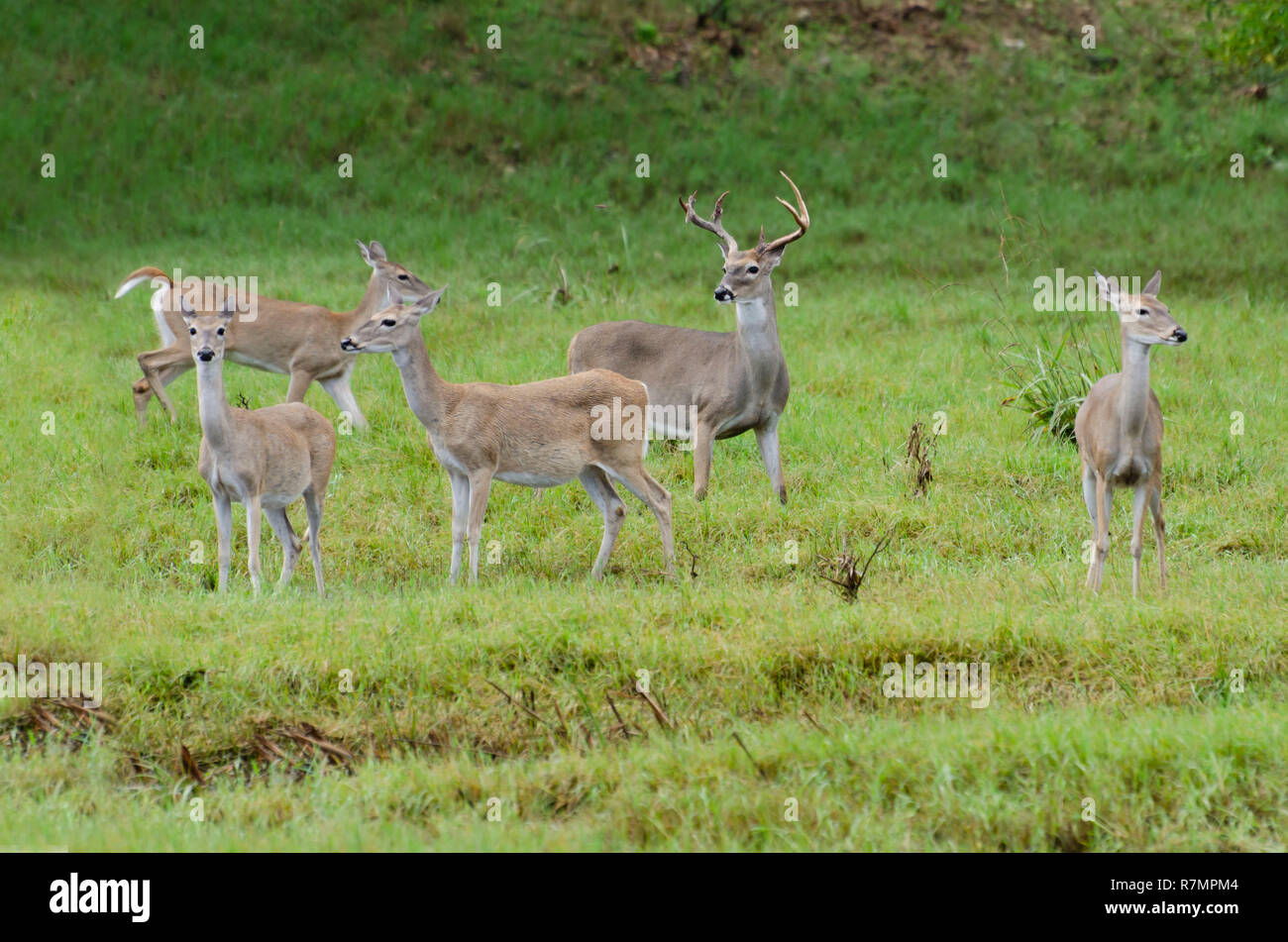 whitetail deer feeding in rain on marshy ground Stock Photo Alamy
