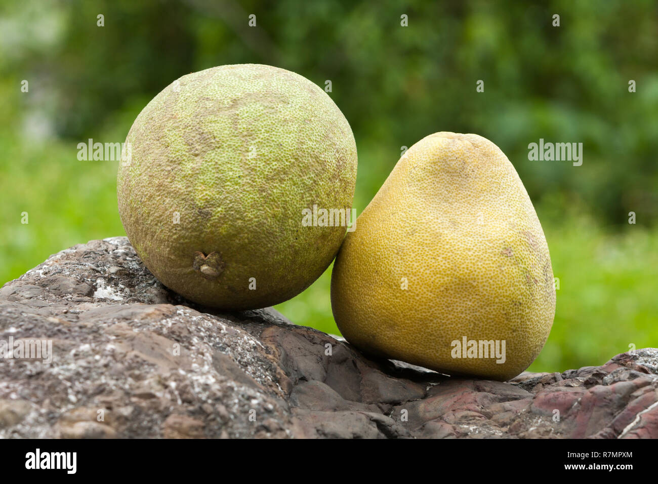 Chinese grapefruit, a.k.a. pomelo and shaddock, fresh fruits, green and