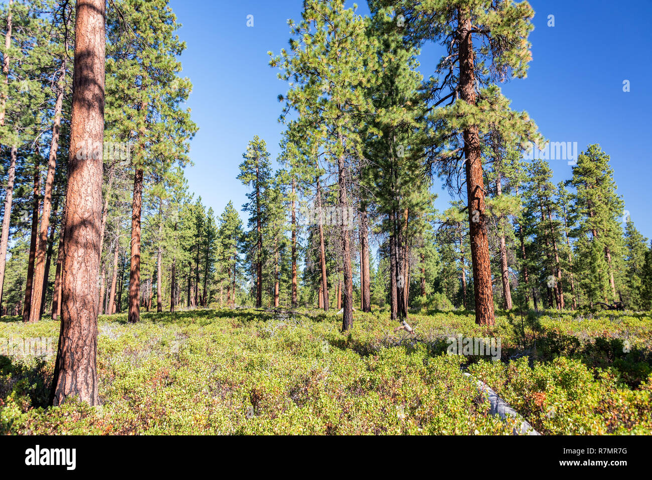 Pine tree forest near Bend, Oregon Stock Photo Alamy