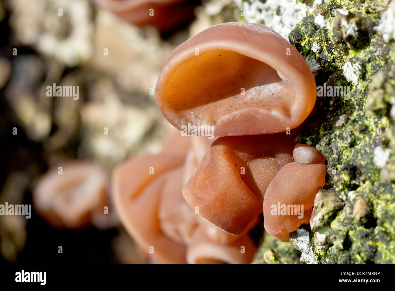 Jelly Ear Fungus (hirneola or auricularia auricula-judae), close up of the fruiting bodies of the fungus formerly known as Jews Ear. Stock Photo