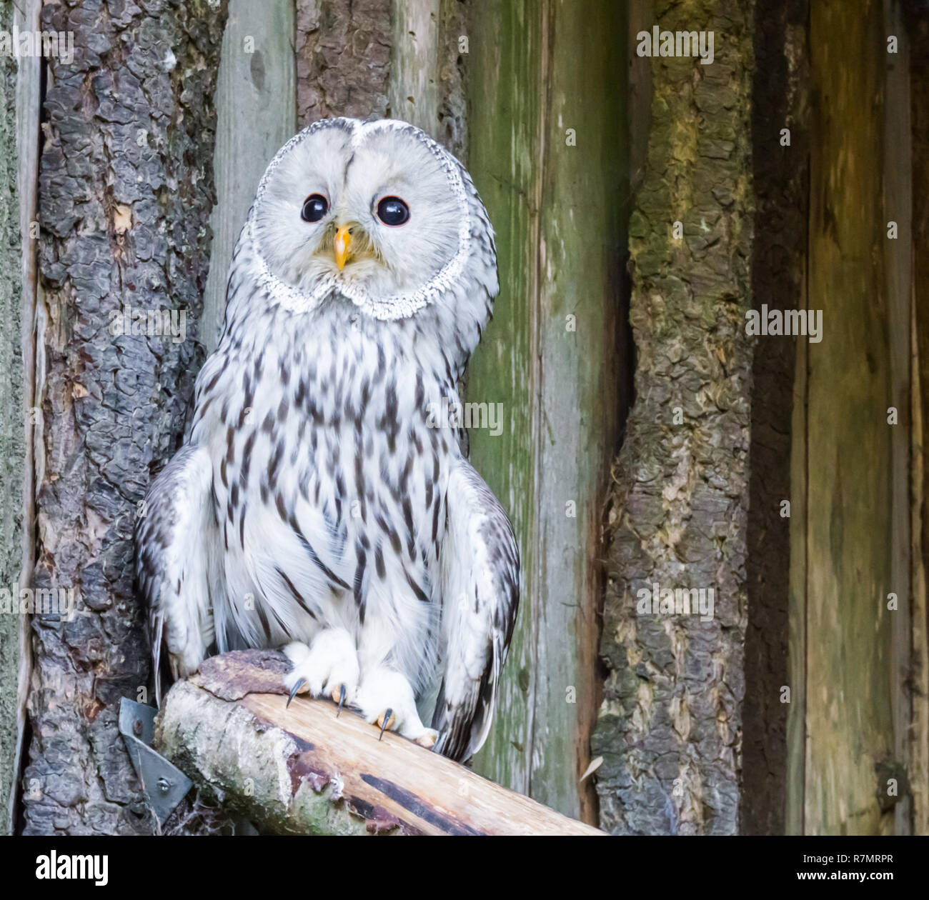 closeup portrait of a ural owl, a aggressive bird from europe that will attack humans in its