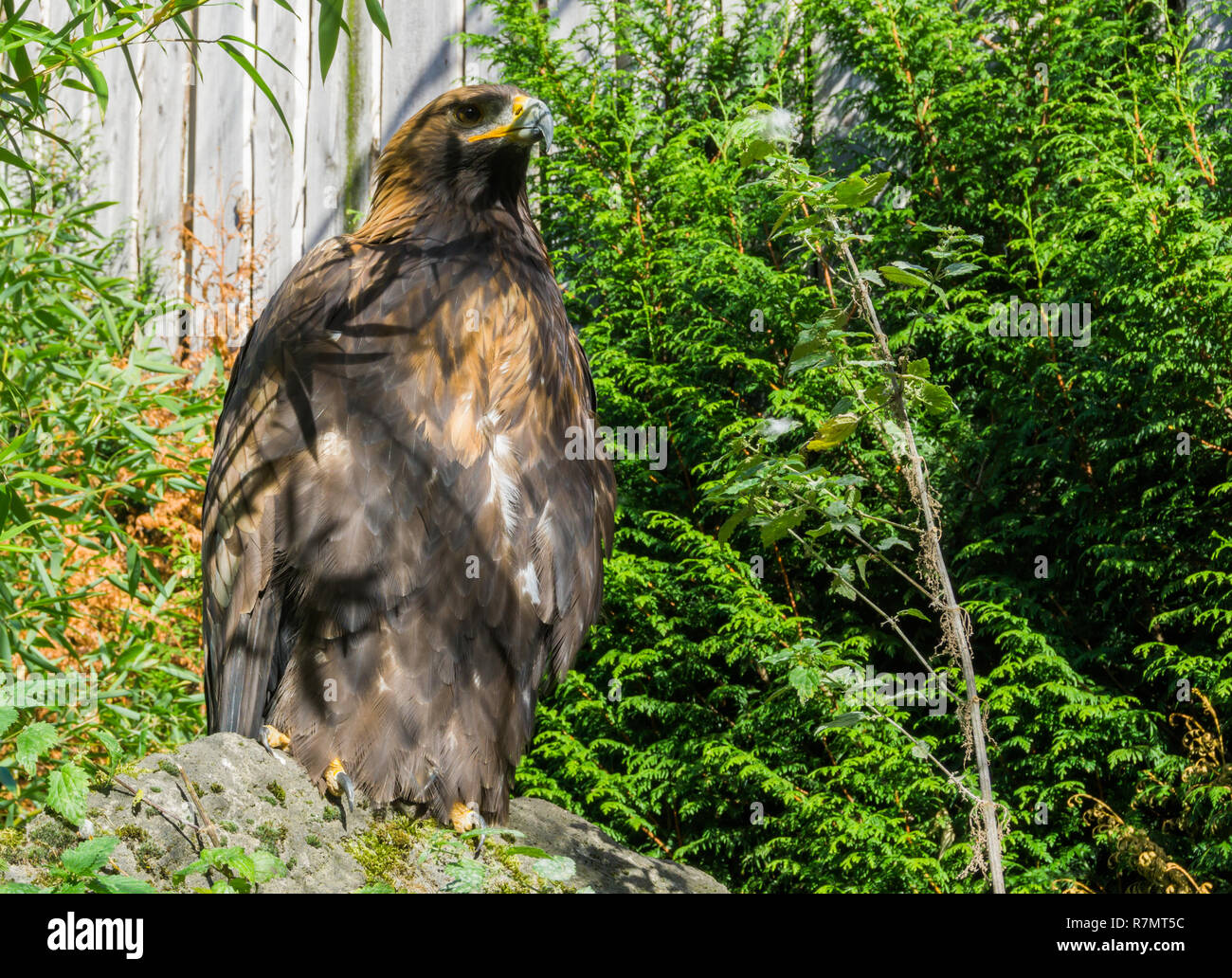 Closeup Of A Brown Steppe Eagle A Big Bird Of Prey That Is