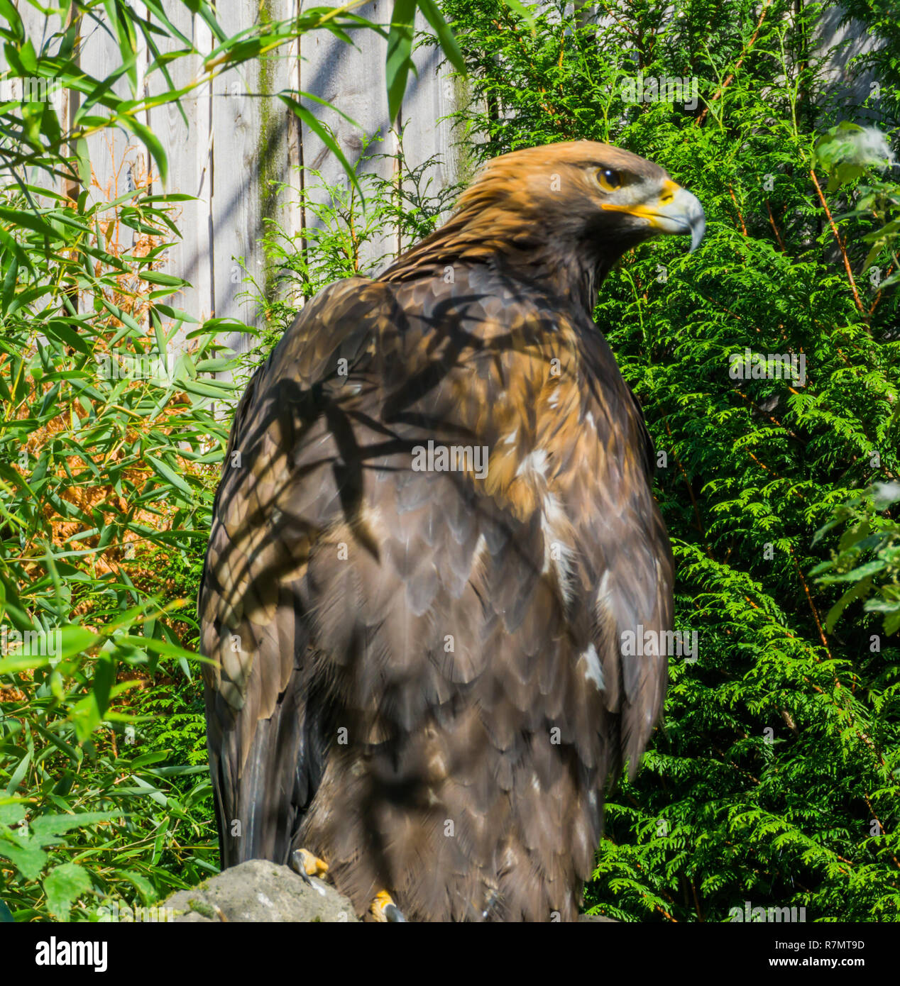 Endangered Species A Big Brown Steppe Eagle In Closeup