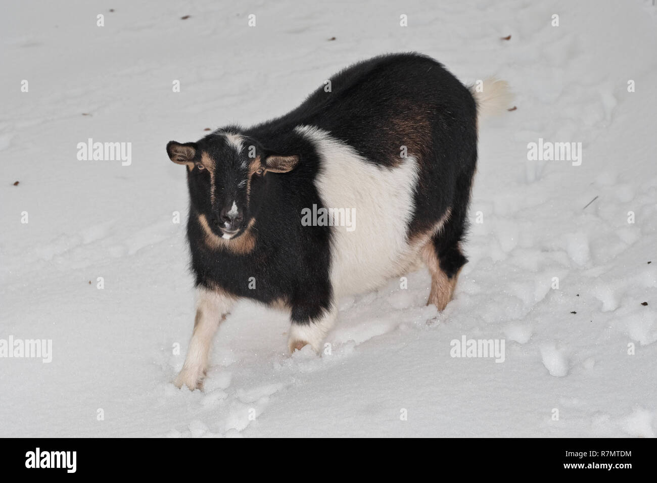 Nigerian dwarf goat in snow Stock Photo Alamy