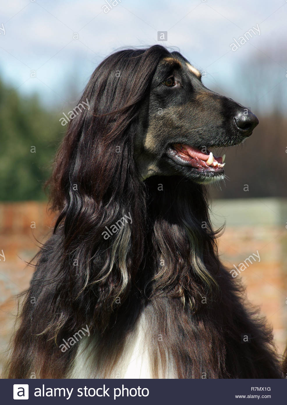 Afghan Hound Black Stock Photos & Afghan Hound Black Stock Images Alamy