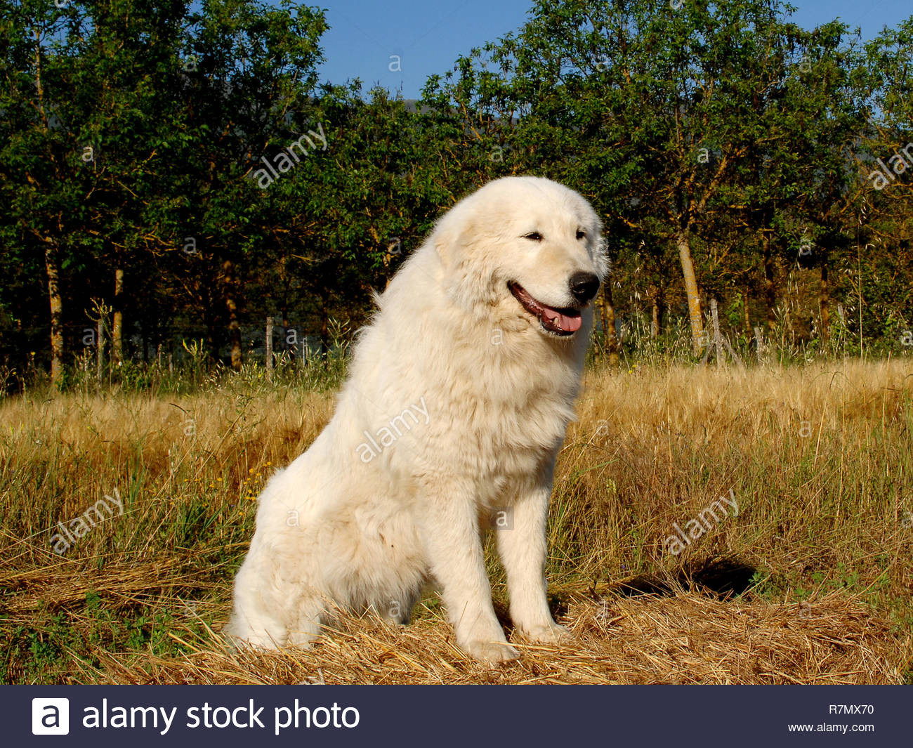 abruzzo sheepdog