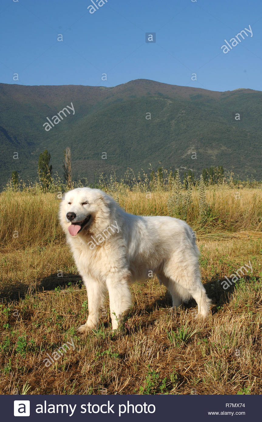 abruzzo sheepdog