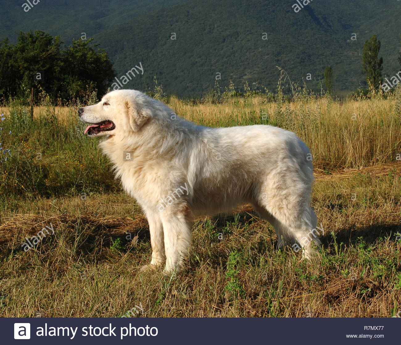 abruzzo sheepdog