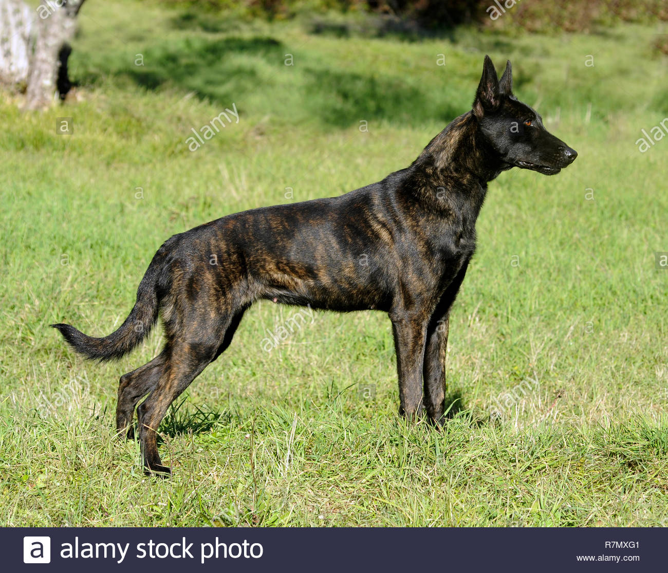Dutch Shepherd Stock Photos Dutch Shepherd Stock Images Alamy