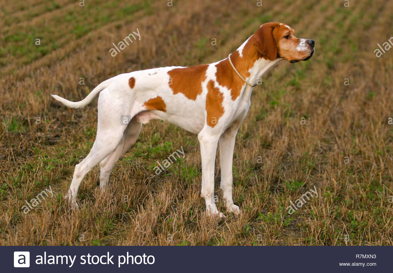 Portrait Of German Shorthaired Pointer Dog In Outdoors Stock Photo