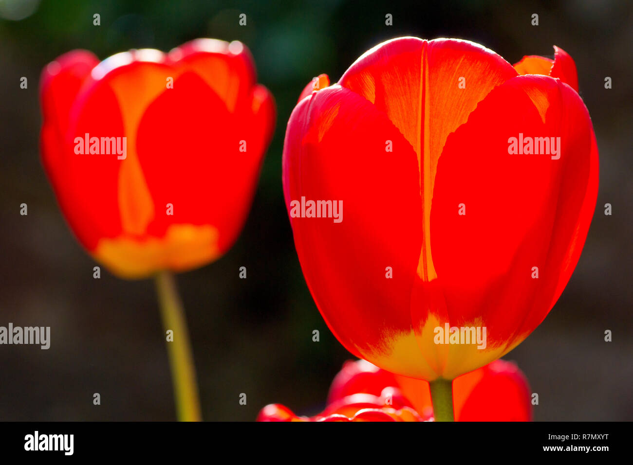 Close up of some red Tulips (tulipa) growing in the garden, backlit by the warm spring sunshine. Stock Photo